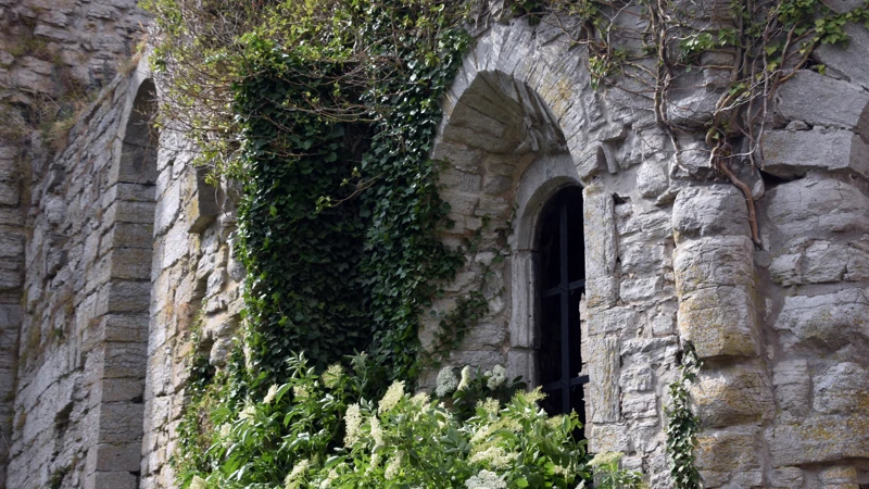 ruin, fläder och murgröna i Visby,