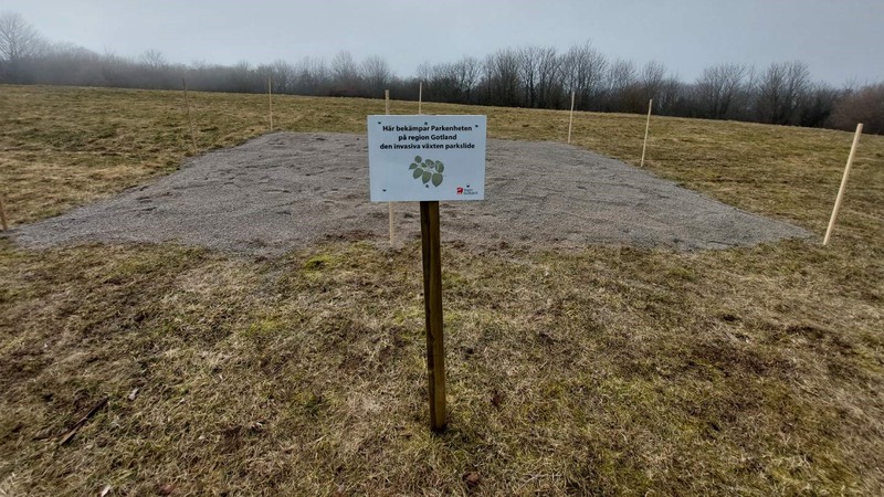 En fyrkantig presenning som fyllts med grus med en skylt framför där det står "Här bekämpar parkenheten på Region Gotland den invasiva arten parkslide".  