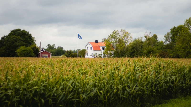 Ett hus med gotlandsflagga på en flaggstång i förgrunden i ett majsfält.