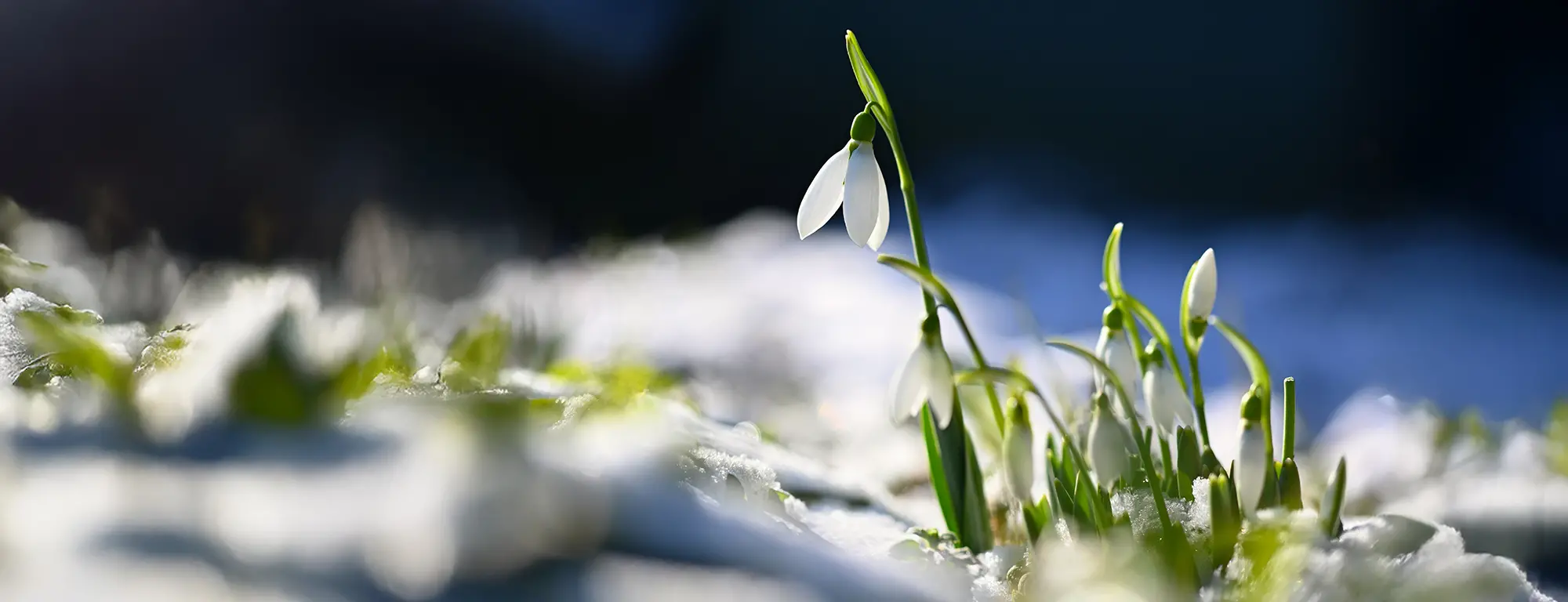 Snödroppar i snö