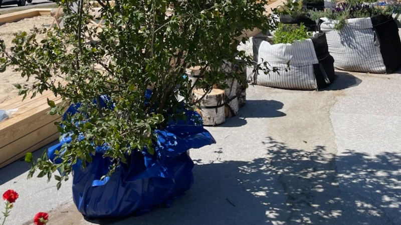 träd