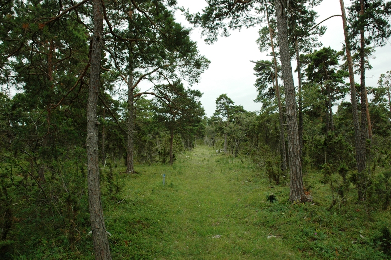 Vy över ett skogsområde.
