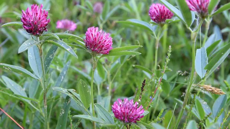 Närbild på alpklöver, en lila liten blomma med gröna avlånga blad