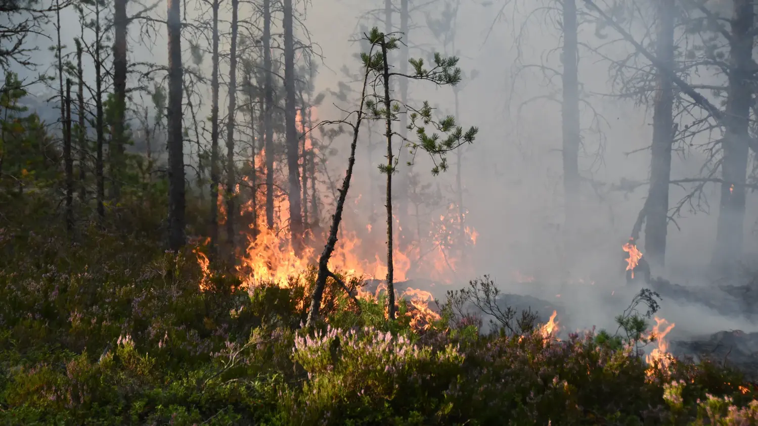 Brand i skog och mark