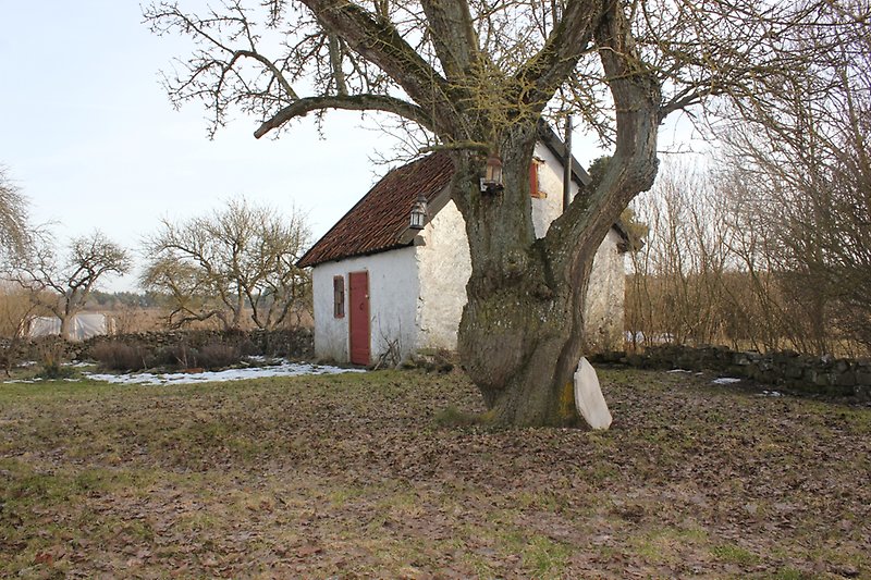 Innegård med stenstugan och ett träd